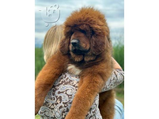 Θιβετιανά κουτάβια Mastiff